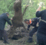 В Пензенском районе помогли застрявшему в бетонной яме лосю - Пенза-Взгляд