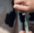 В Лопатинском районе ведётся осенняя вакцинация скота - Газета Наше Слово