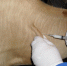 Дела ветеринарные - Газета Наше Слово