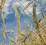 Фото: pixabay.com - Penza-Post.Ru