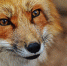 Фото: pixabay.com - Penza-Post.Ru