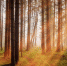 Фото: https://pixabay.com - Penza-Post.Ru