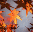 Фото: http://pixabay.com - Penza-Post.Ru