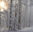Фото: https://pixabay.com - Penza-Post.Ru