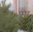 В декабре в Пензе откроются 82 елочных базара - ГТРК Пенза