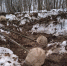 Фото: https://minleshoz.pnzreg.ru - Penza-Post.Ru