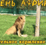 23 июля в зоопарке Пензы пройдет показательное кормление львов - ПензаСМИ
