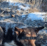 В Бессоновке орудует живодер: жители умоляют о помощи - Progorod58.Ru