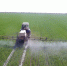 В Бессоновском и Нижнеломовском районах будут обрабатывать посевы от вредителей - Stolica58.Ru