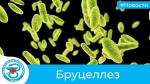 Бруцеллез, изображение №1
