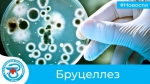 Бруцеллез, изображение №1