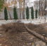 Пензенцу объяснили, зачем в сквере «Проводы» спилили деревья - ПензаСМИ