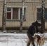 «Насквозь прокусили позвоночник»: в Пензе стая бродячих собак напала на девушку с домашним питомцем - Progorod58.Ru