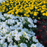 В Мокшане определен подрядчик для благоустройства сквера и аллеи Трудовой славы - ПензаСМИ