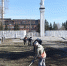 Фото: https://www.penza-gorod.ru/ - Penza-Post.Ru