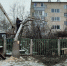 В округе Алексея Петрова продолжаются работы по опиловке деревьев - Пензенская городская Дума
