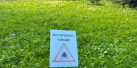 Учительский сквер в Пензе обработают от клещей - ПензаСМИ