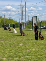 Чемпионат области по спортивно-прикладному собаководству