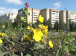 В Кузнецке определят самый благоустроенный МКД