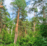 За год в Пензенской области разрешено отстрелять не более 534 лосей - ПензаСМИ