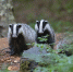 Фото: Pixabay.com - Penza-Post.Ru