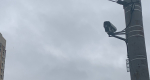 В Пензенской области камеры видеонаблюдения выявили более 800 тысяч правонарушений