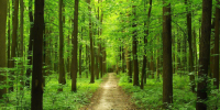 Фото: https://minleshoz.pnzreg.ru - Penza-Post.Ru