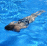 Фото: Pixabay.com - Penza-Post.Ru