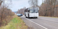 В Пензенской области рейсовый автобус сбил лося - Пенза-Обзор