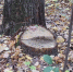Фото: minleshoz.pnzreg.ru - Penza-Post.Ru
