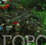 Прощание с хвостатым – под запретом: как не получить штраф за умершего питомца в Пензе - Progorod58.Ru