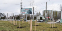 В микрорайоне Арбеково высажено более 160 новых деревьев - Комсомольская правда