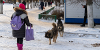 Бездомные собаки больше не беспокоят пензенцев - Комсомольская правда