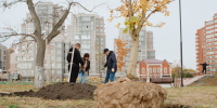 В Пензе высадят тысячи деревьев для борьбы с последствиями нашествия ясеневой златки - ПензаСМИ