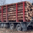 Фото: t.me/minleshozpenza - Penza-Post.Ru