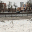 В Пензе возбуждено уголовное дело о незаконной рубке деревьев - Пенза-Обзор