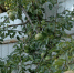 Сосед спилил ветки нашей яблони над своим участком: имеет ли он на это право? Ответ юриста удивил — вот почему виноваты оба - Progorod58.Ru