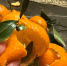 Мандариновые корки спасают от запаха на кухне покруче вытяжки: переняла эту хитрость у китайцев - работает за минуту - Progorod58.Ru