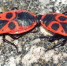 Вонючие вредители в ярких доспехах: как быстро спасти сад от клопов-солдатиков - без отравы и мучений - Progorod58.Ru