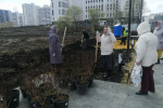Всего же в этом году планируют высадить в Пензе не менее 5 тысяч зеленых насаждений||Фото: А. Володин