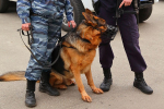 В отношении мужчины возбуждено уголовное дело||Фото: С. Красильников (архив)